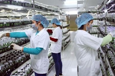 Kết quả nổi bật của Bình Thuận trong nâng cao năng suất và chất lượng sản phẩm hàng hóa